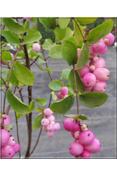 Symphoricarpos Amethyst  плоди